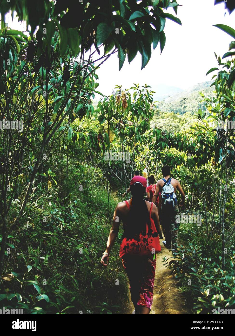 Vista trasera de excursionistas caminatas en el bosque Foto de stock