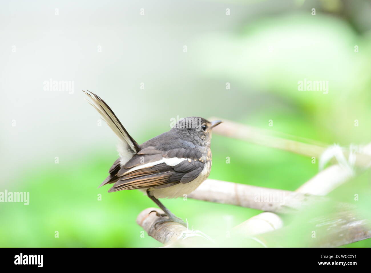 Oriental Magpie Robin Juvenile / Copsycus saularis Foto de stock