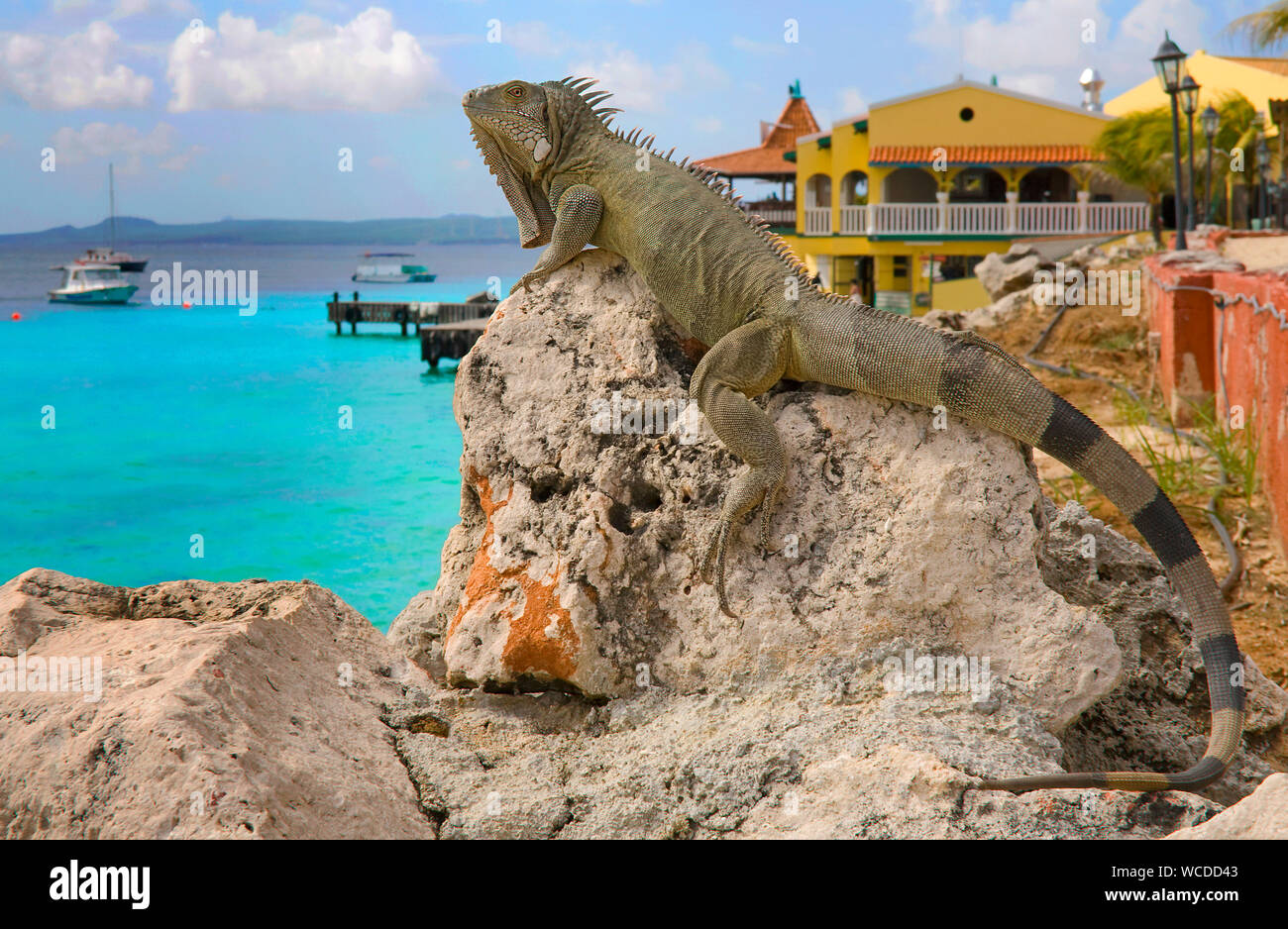 Iguana verde (Iguana iguana) en el Buddy Dive Resort, en todas partes para encontrar en Bonaire, Antillas Holandesas Foto de stock