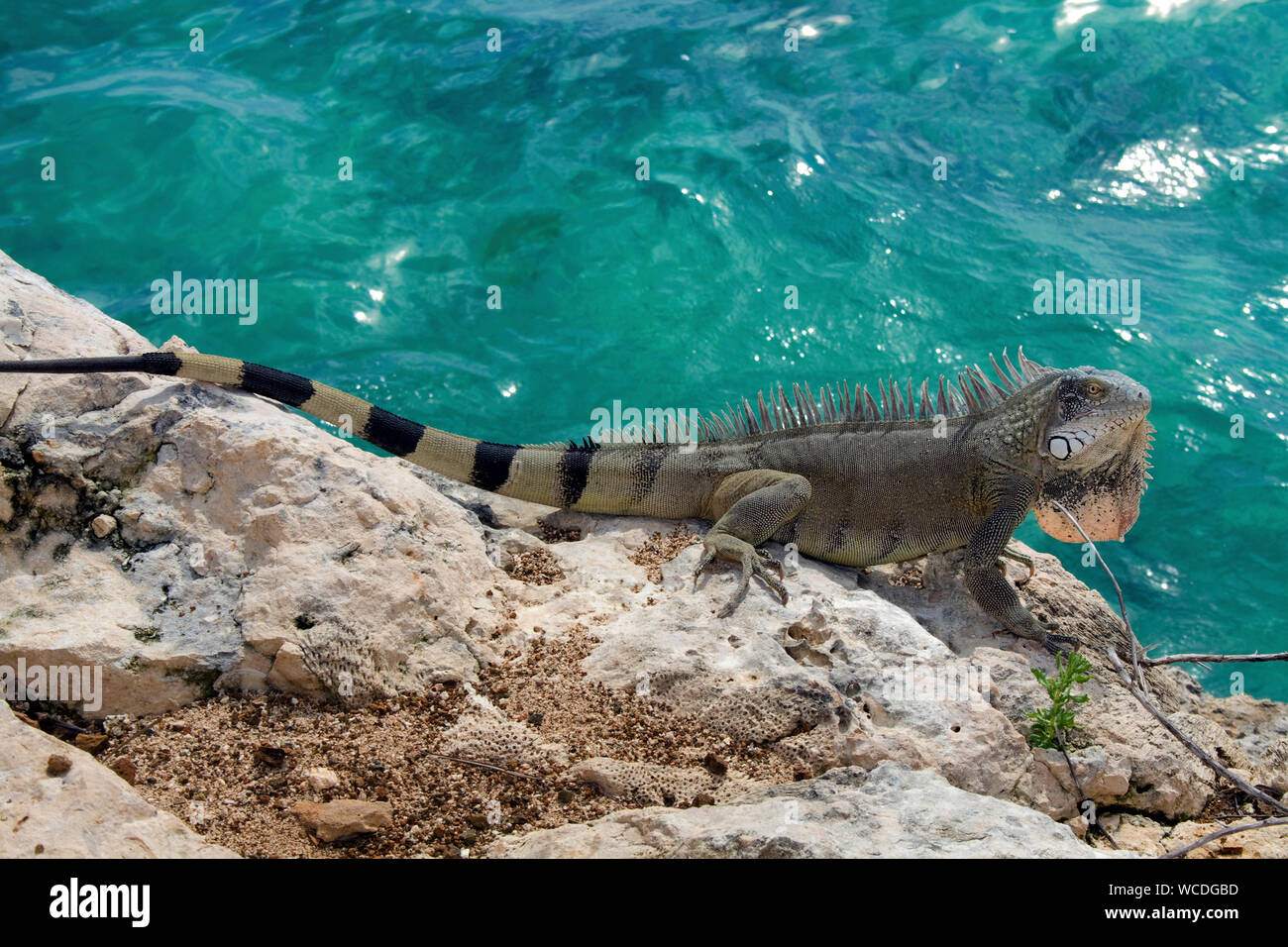 Iguana verde (Iguana iguana), de todo el mundo a encontrar en Bonaire, Antillas Holandesas Foto de stock