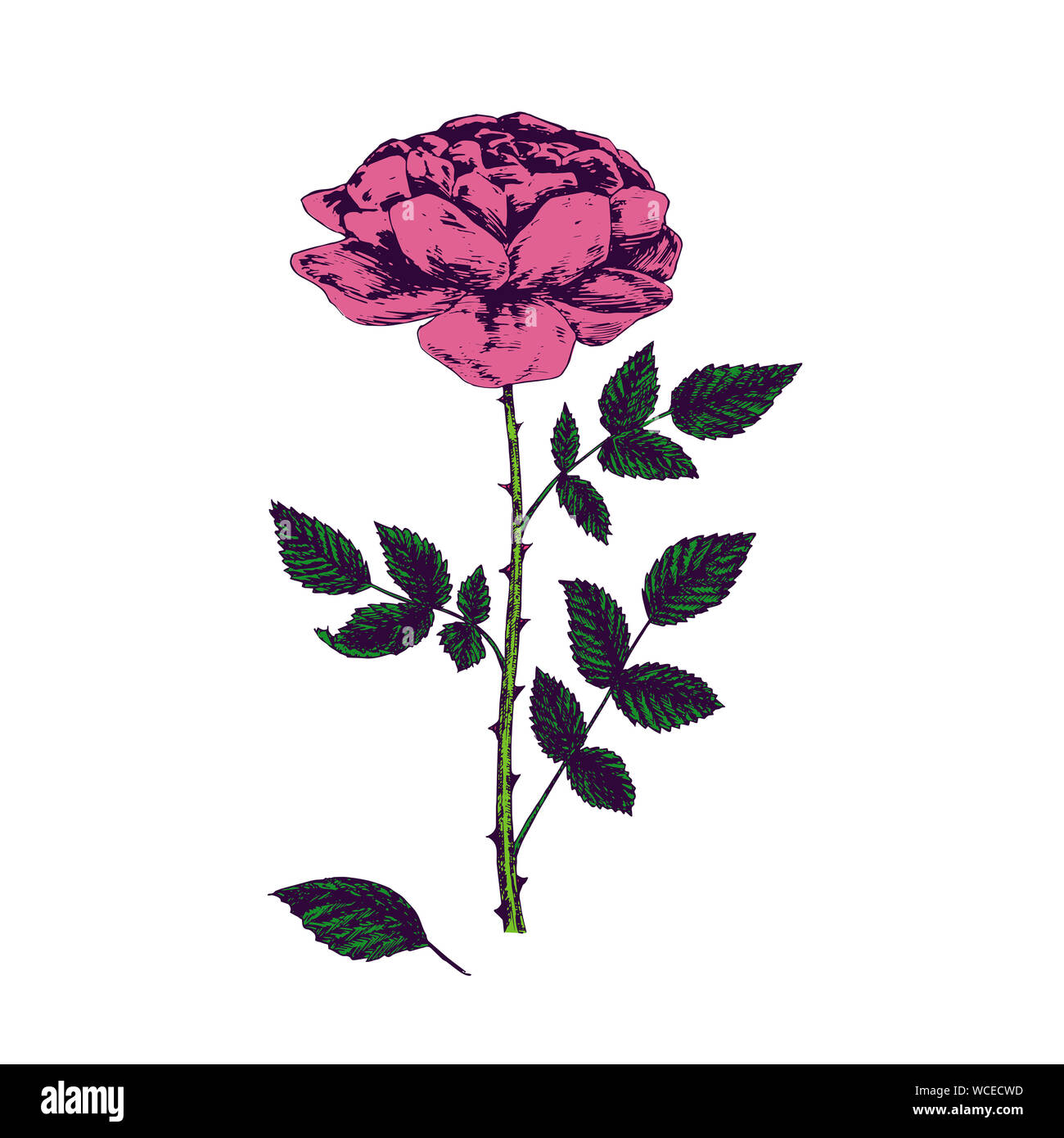 Rosa flor rosa con espinas, tallo, hojas y blosom dibujado a mano,  garabato, dibujo ilustración, elemento de diseño Fotografía de stock - Alamy