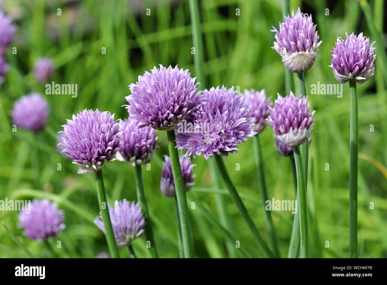 Flores Chives Allium Schoenoprasum Foto de archivo - Imagen de crecimiento,  perenne: 249408274