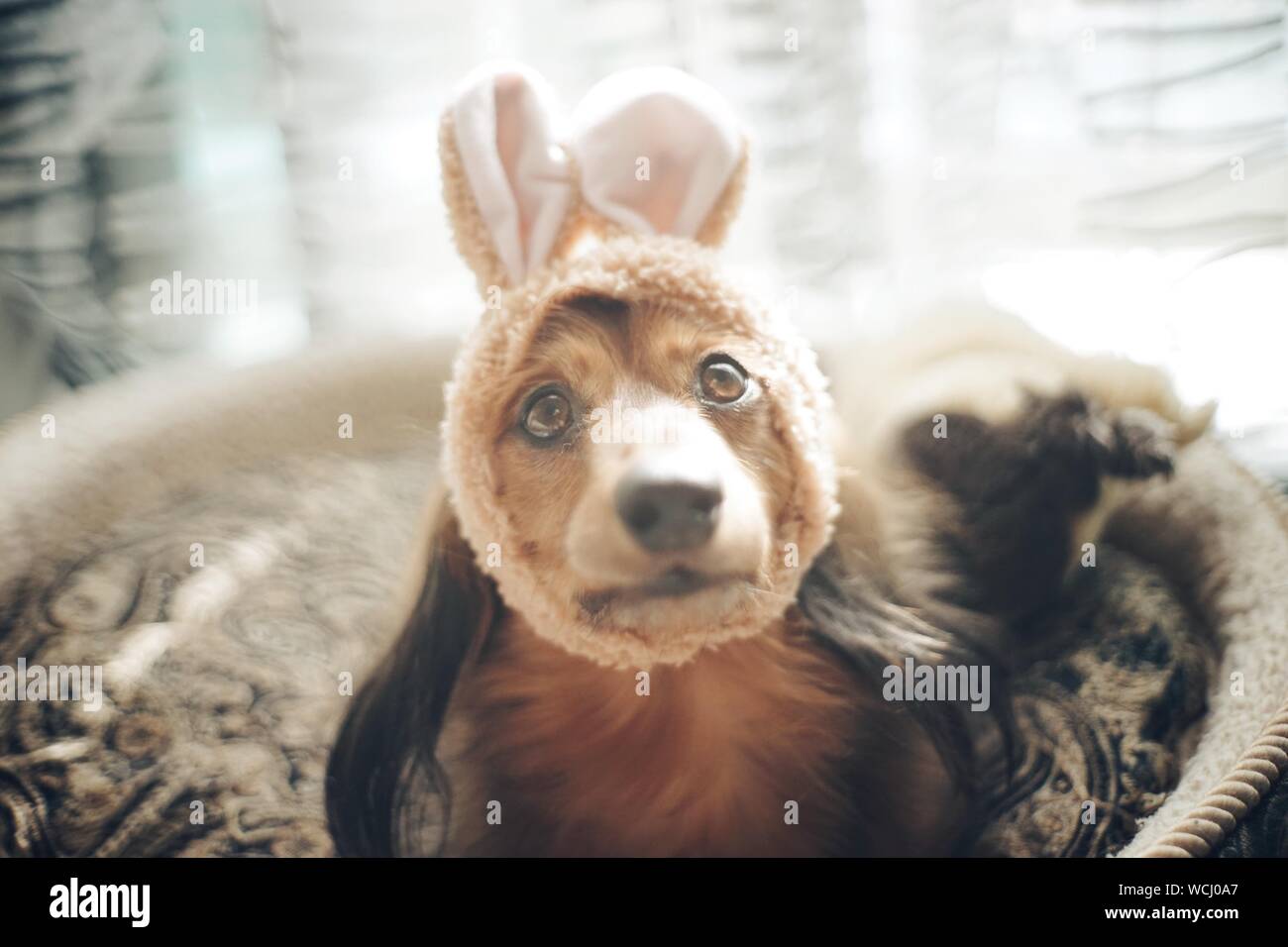 Retrato de perro vistiendo trajes de orejas de conejo en casa Foto de stock