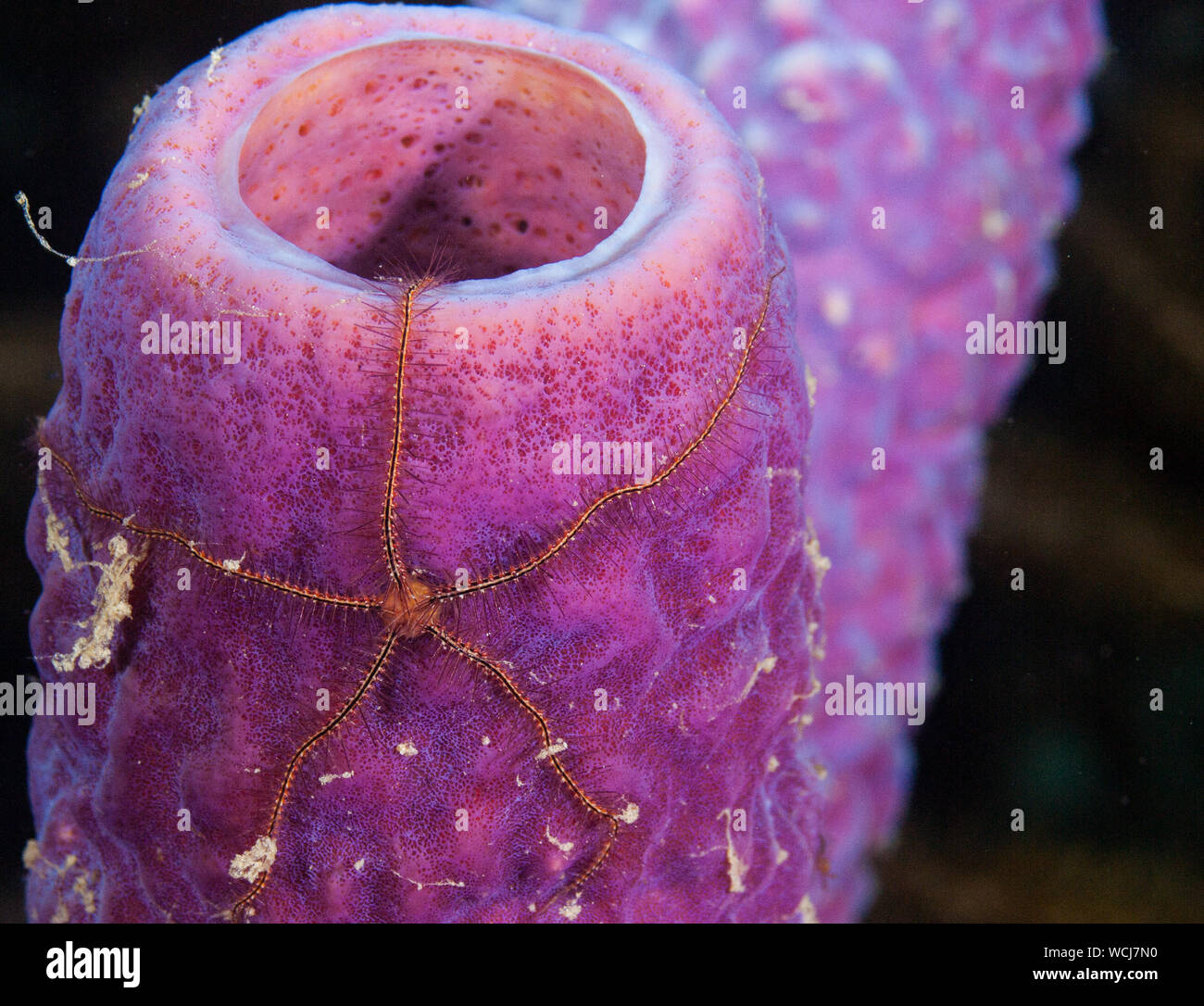Pez mero en arrecife de coral bajo el agua los Roques Venezuela, Mar Caribe Foto de stock