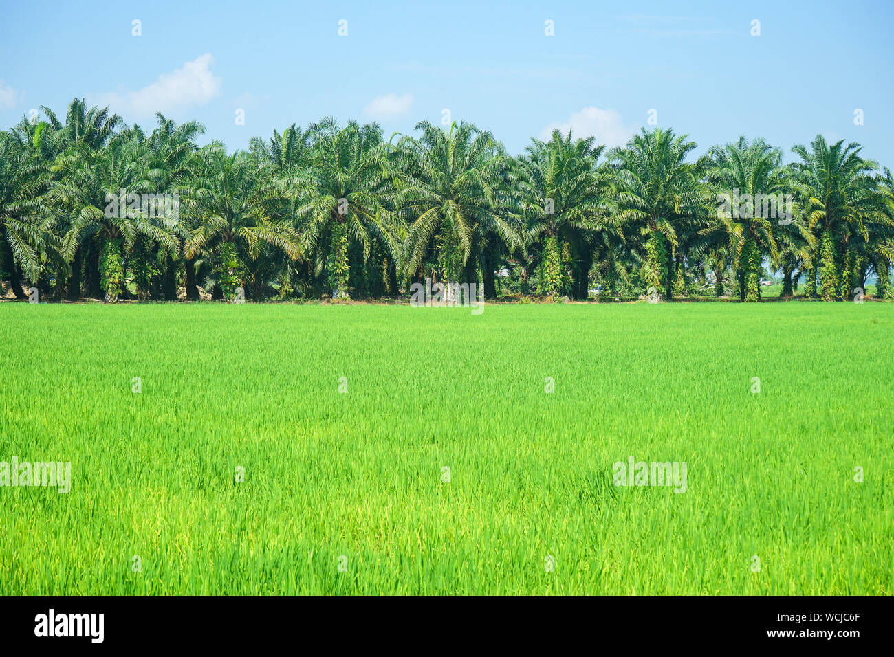 Vista escénica de arrozales y plantaciones de palma de aceite Foto de stock