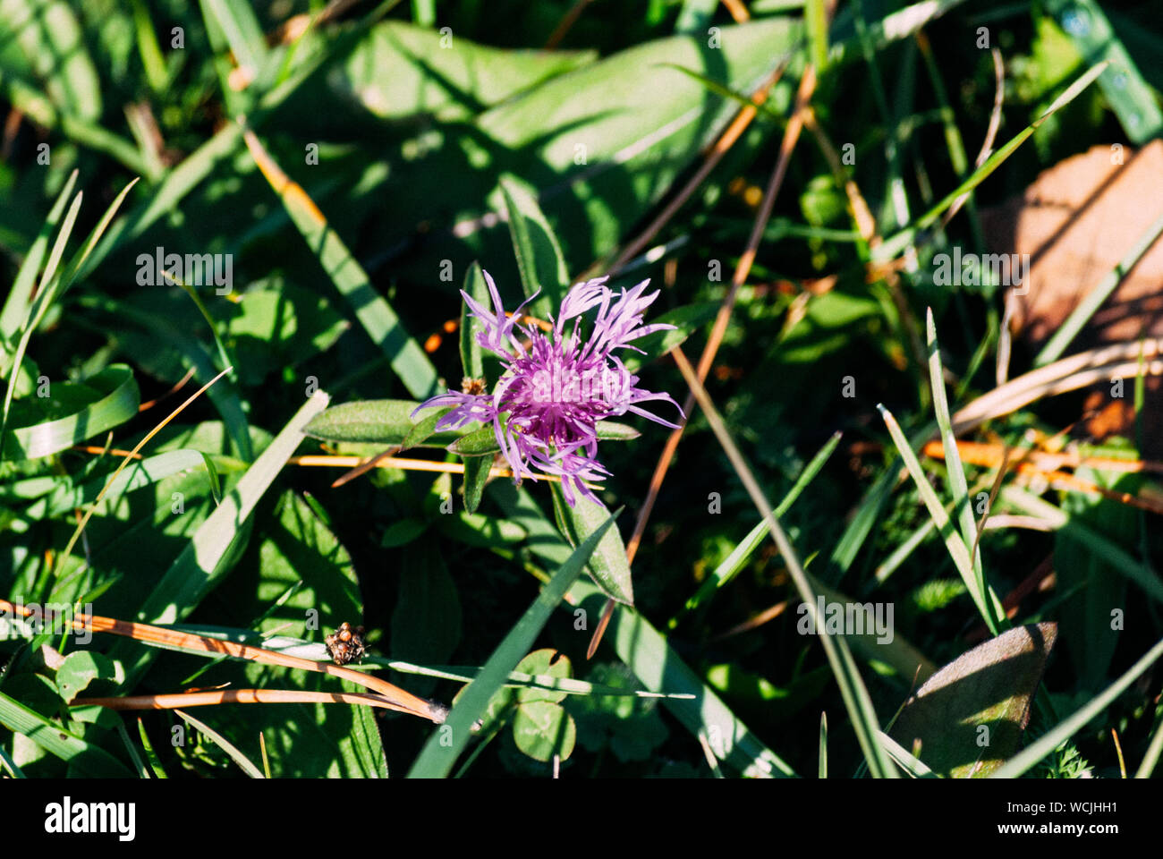 Cierre de planta con flores púrpura Foto de stock