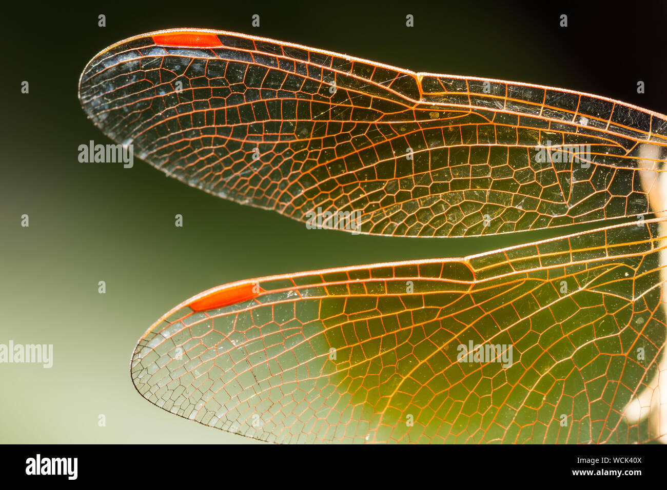 Ala de libélula fotografías e imágenes de alta resolución - Alamy