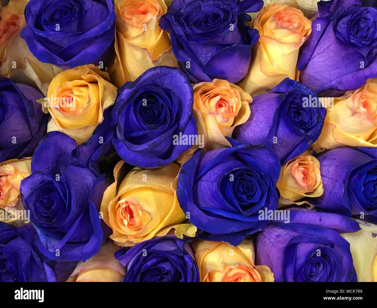 Grupo de rosas azules fotografías e imágenes de alta resolución - Alamy