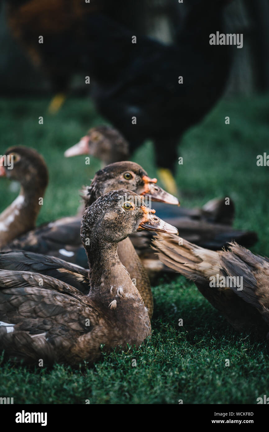 Pequeño rebaño de gris y marrón patos caminando en el patio de una granja en la luz del sol. Foto de stock