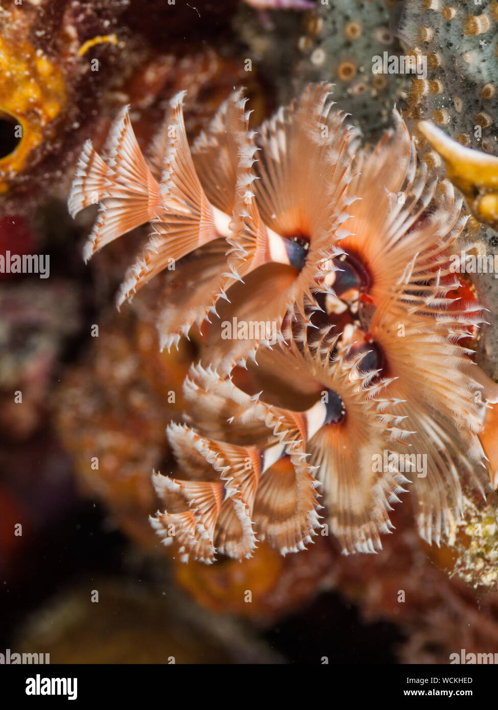 Colorido Árbol de Navidad Gusano, Spirobranchus giganteus, Mar Caribe los roques Foto de stock