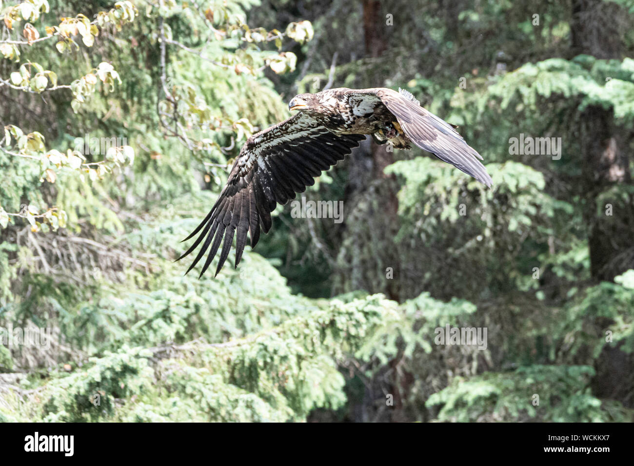 Bioma della foresta boreale fotografías e imágenes de alta resolución -  Página 2 - Alamy