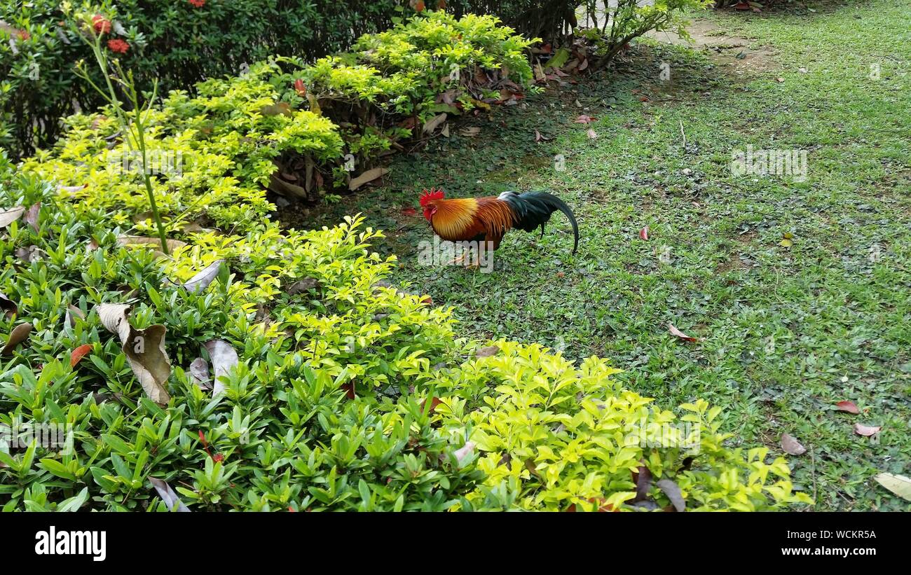 Un alto ángulo de visualización de Gallo sobre el césped en el patio de atrás Foto de stock
