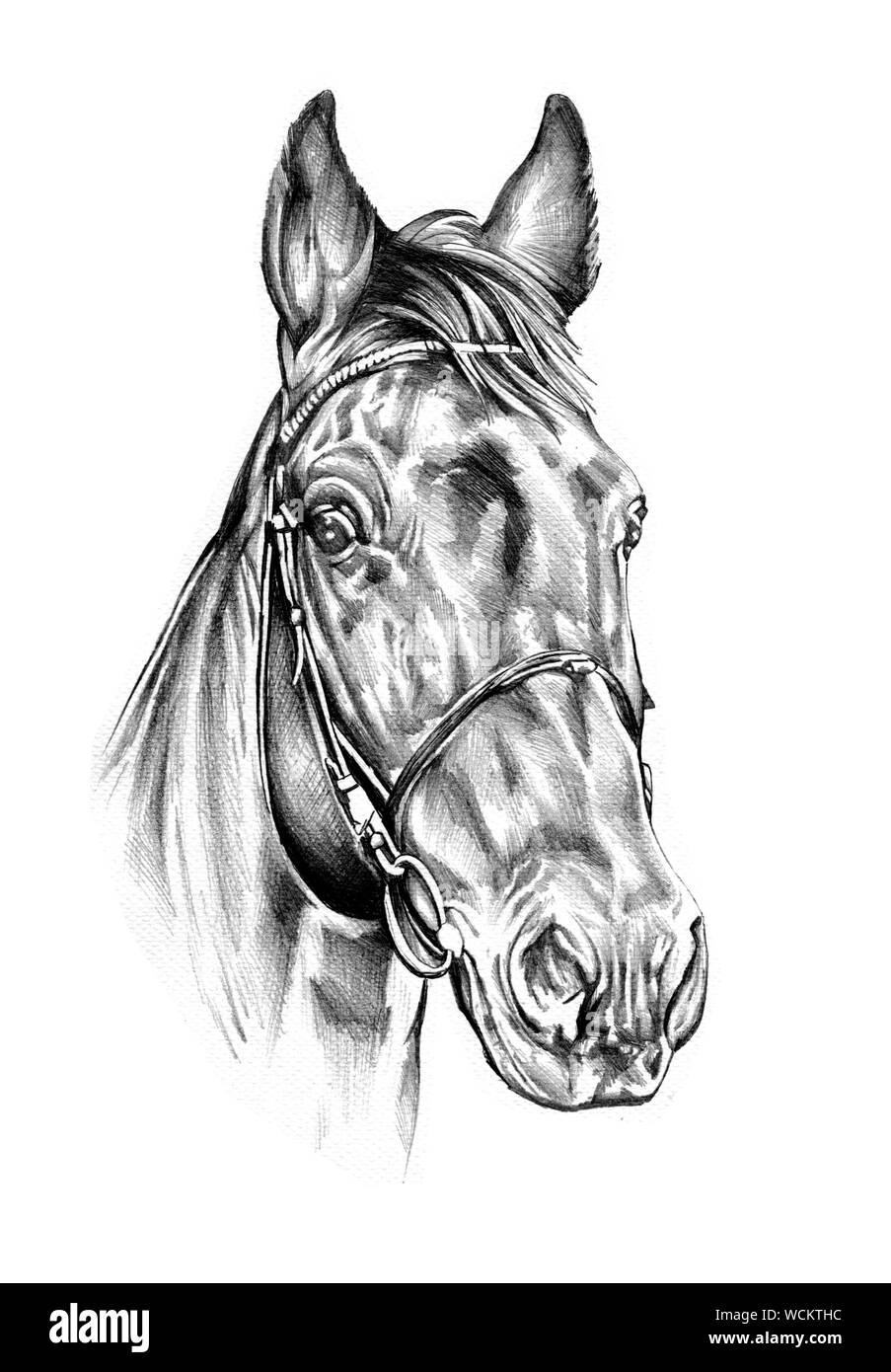 Dibujo de cabeza de caballo Imágenes recortadas de stock - Alamy