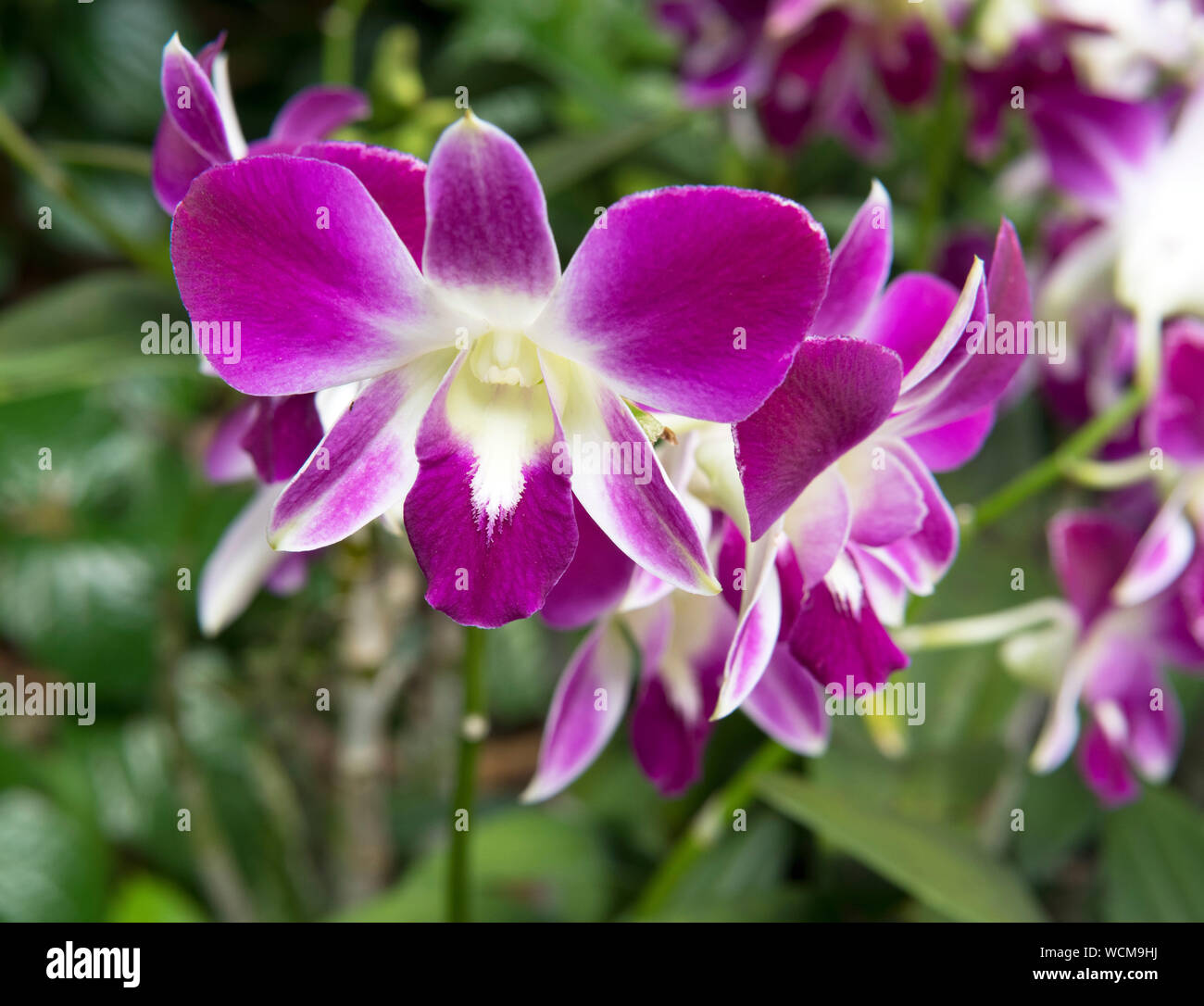 Sonia, Dendrobium Jardín Nacional de Orquídeas, los jardines botánicos de Singapur, Singapur Foto de stock