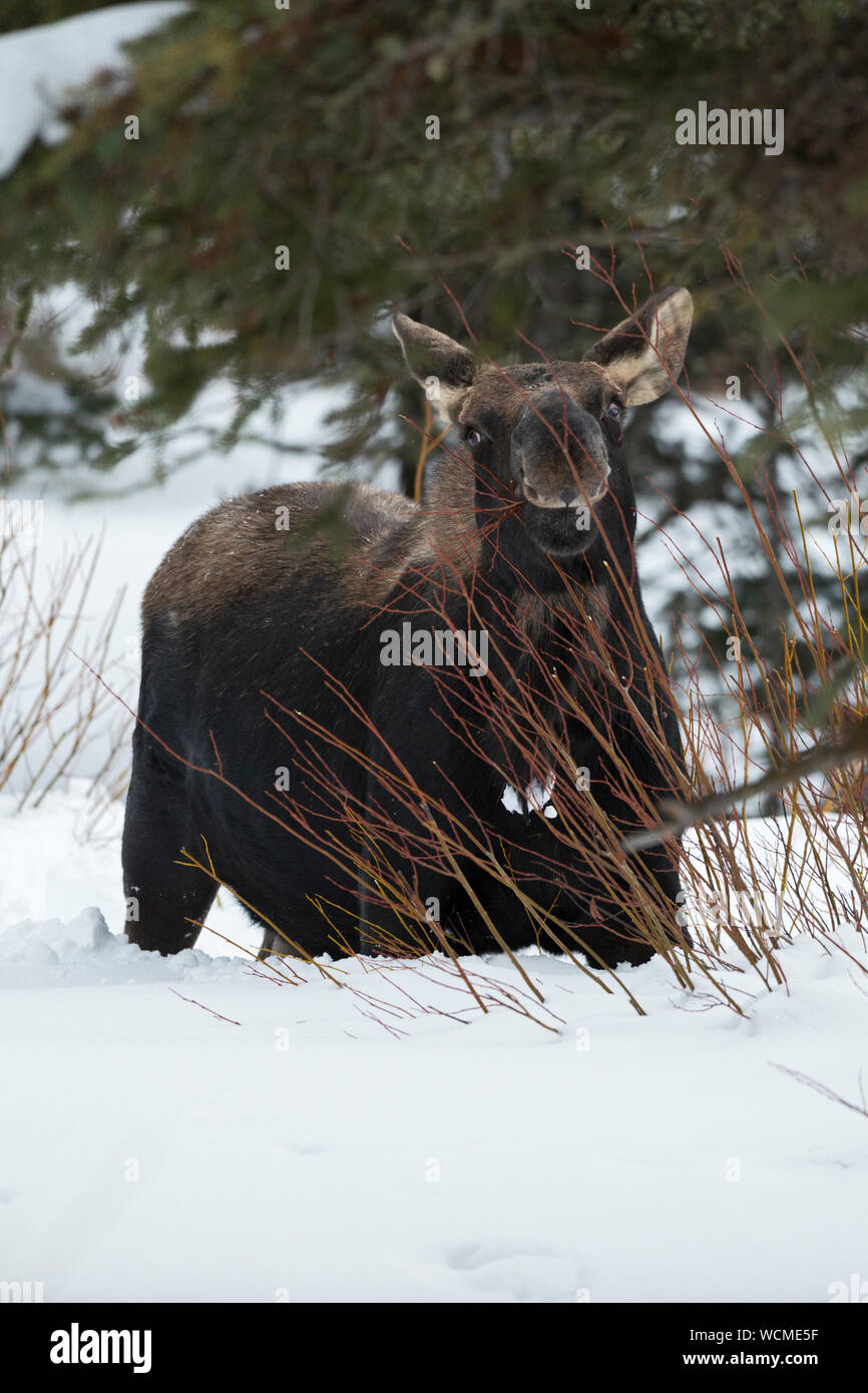 El alce (Alces alces ) en invierno, la nieve profunda, toro joven, pérdida de astas, alimentándose de arbustos, juego navega, parece gracioso, Parque Nacional Yellowstone, Wyoming, Estados Unidos. Foto de stock