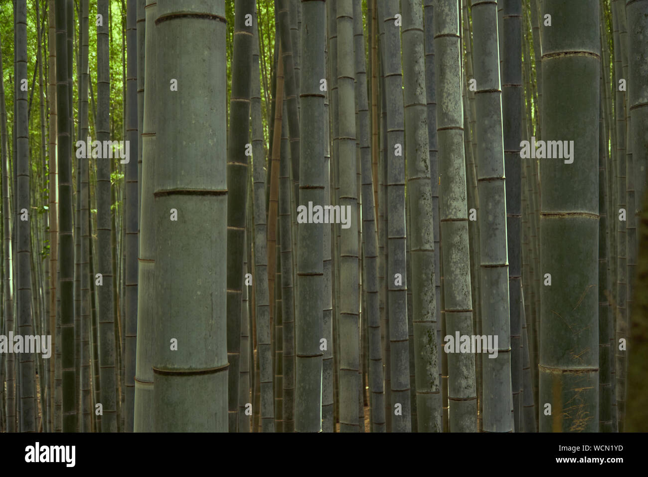 En el bosque de bambú bambú borrosa Foto de stock
