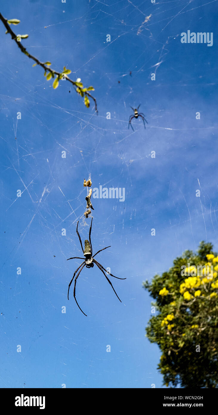 Ángulo de visión baja de arañas en la Web contra el cielo azul Fotografía  de stock - Alamy