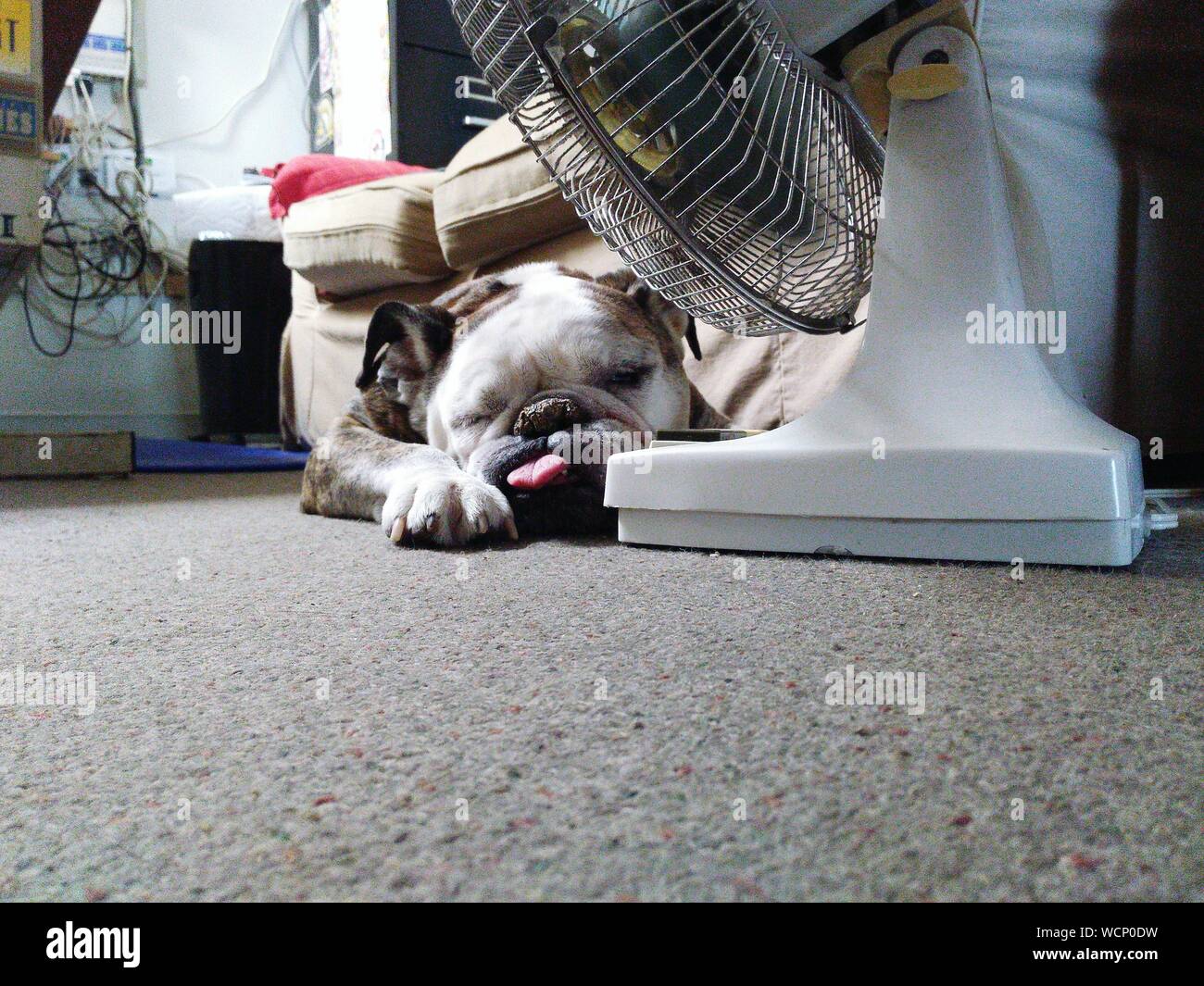 Bulldog Inglés relajante por un ventilador eléctrico en casa Foto de stock