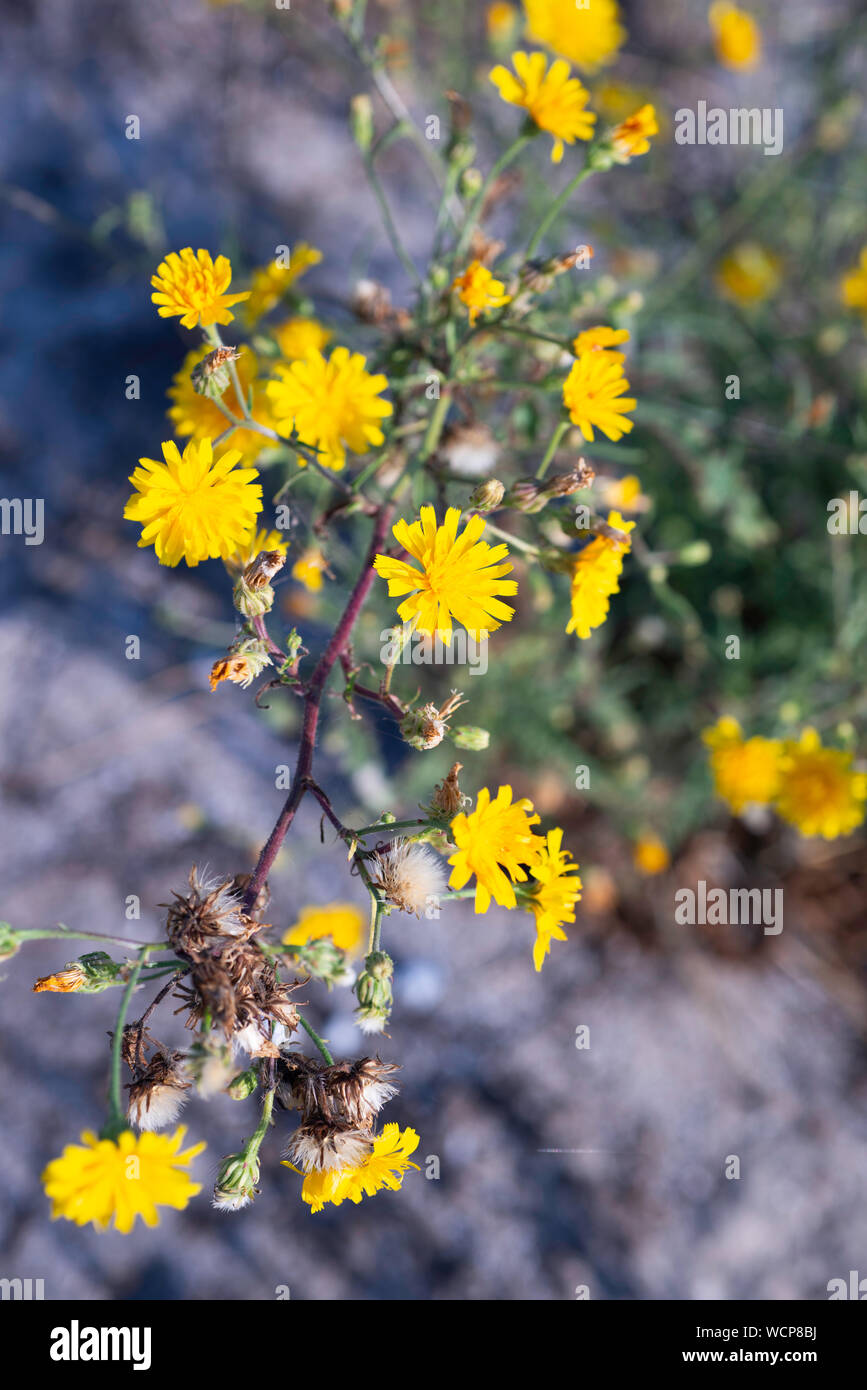 Flores silvestres en un campo de verano de parque nacional Lagunas Tuzly, Ucrania Foto de stock