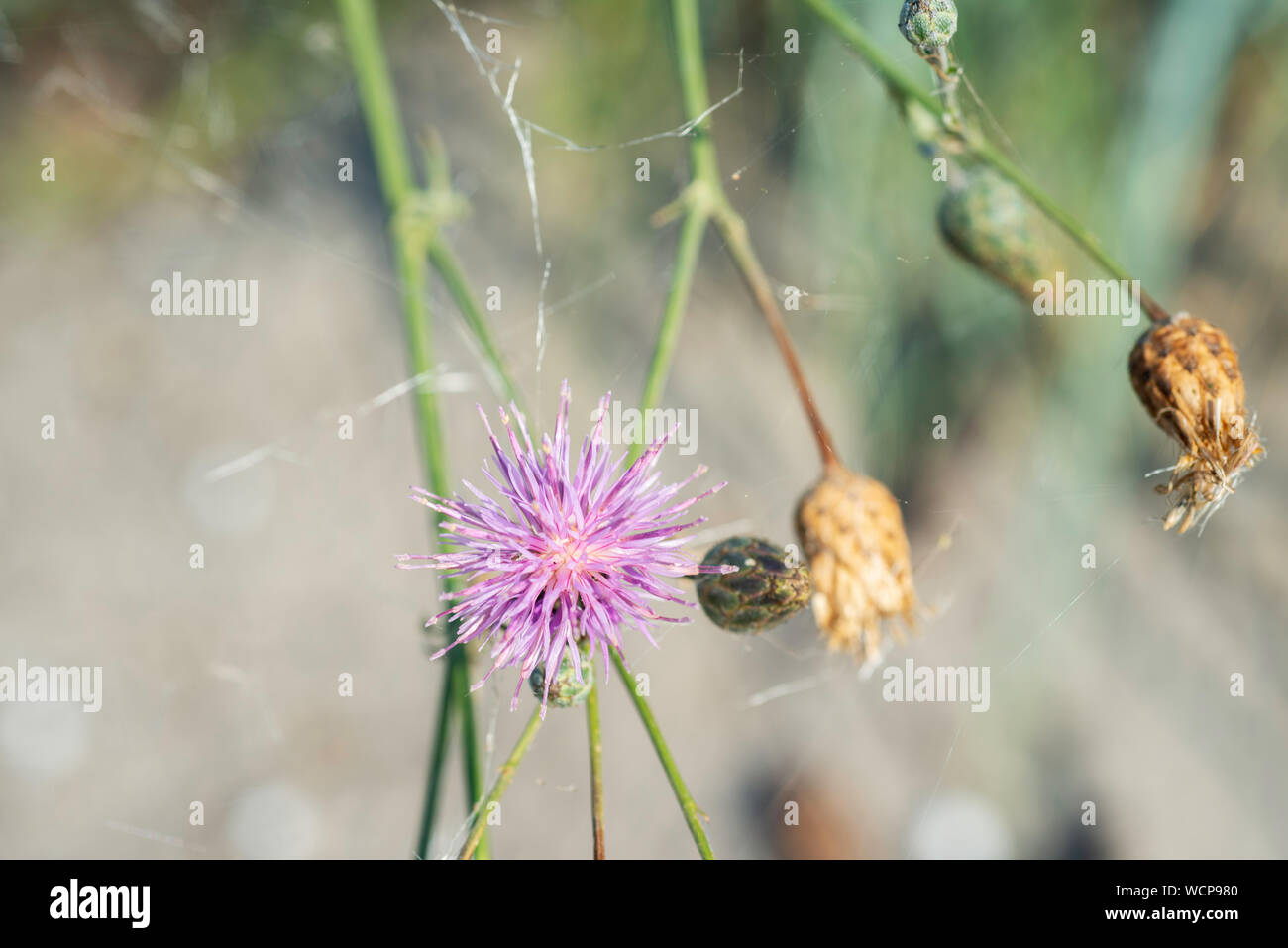 Flores silvestres en un campo de verano de parque nacional Lagunas Tuzly, Ucrania Foto de stock