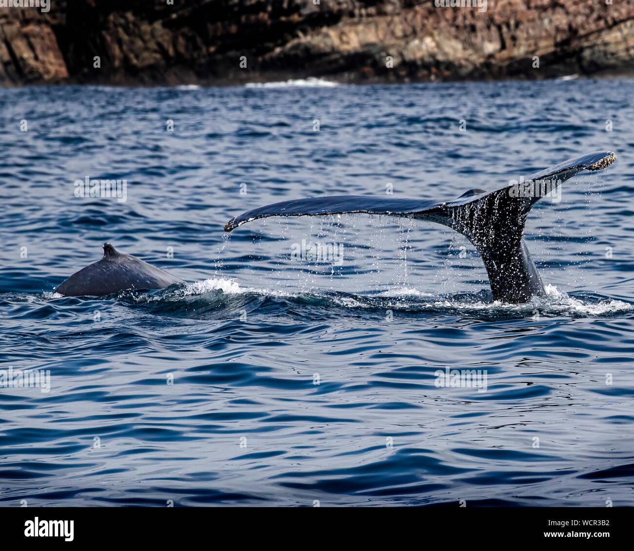 Ballena Jorobada jugando en Bay Bulls, Terranova Foto de stock