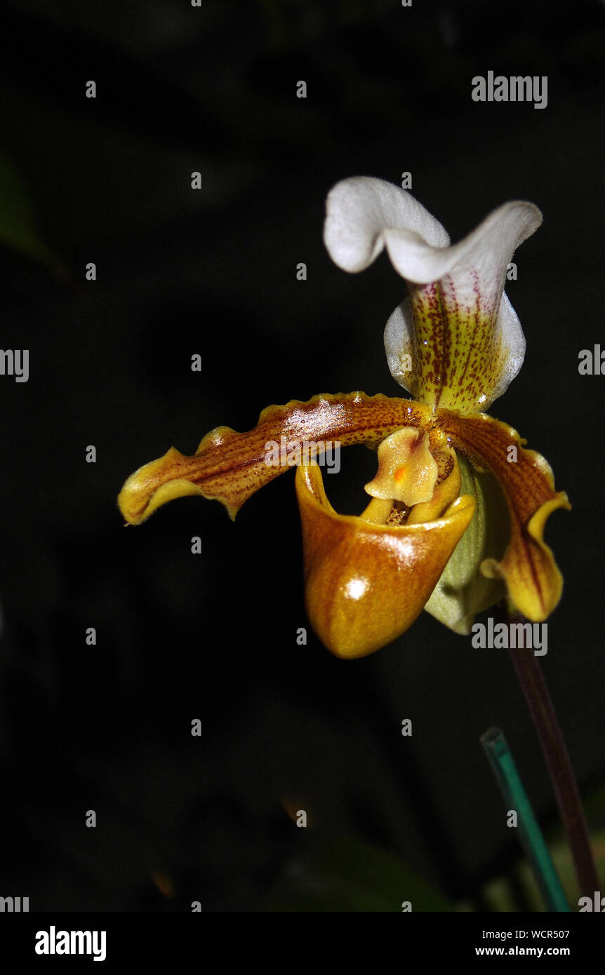Orchid paphiopedilum leeanum fotografías e imágenes de alta resolución -  Alamy
