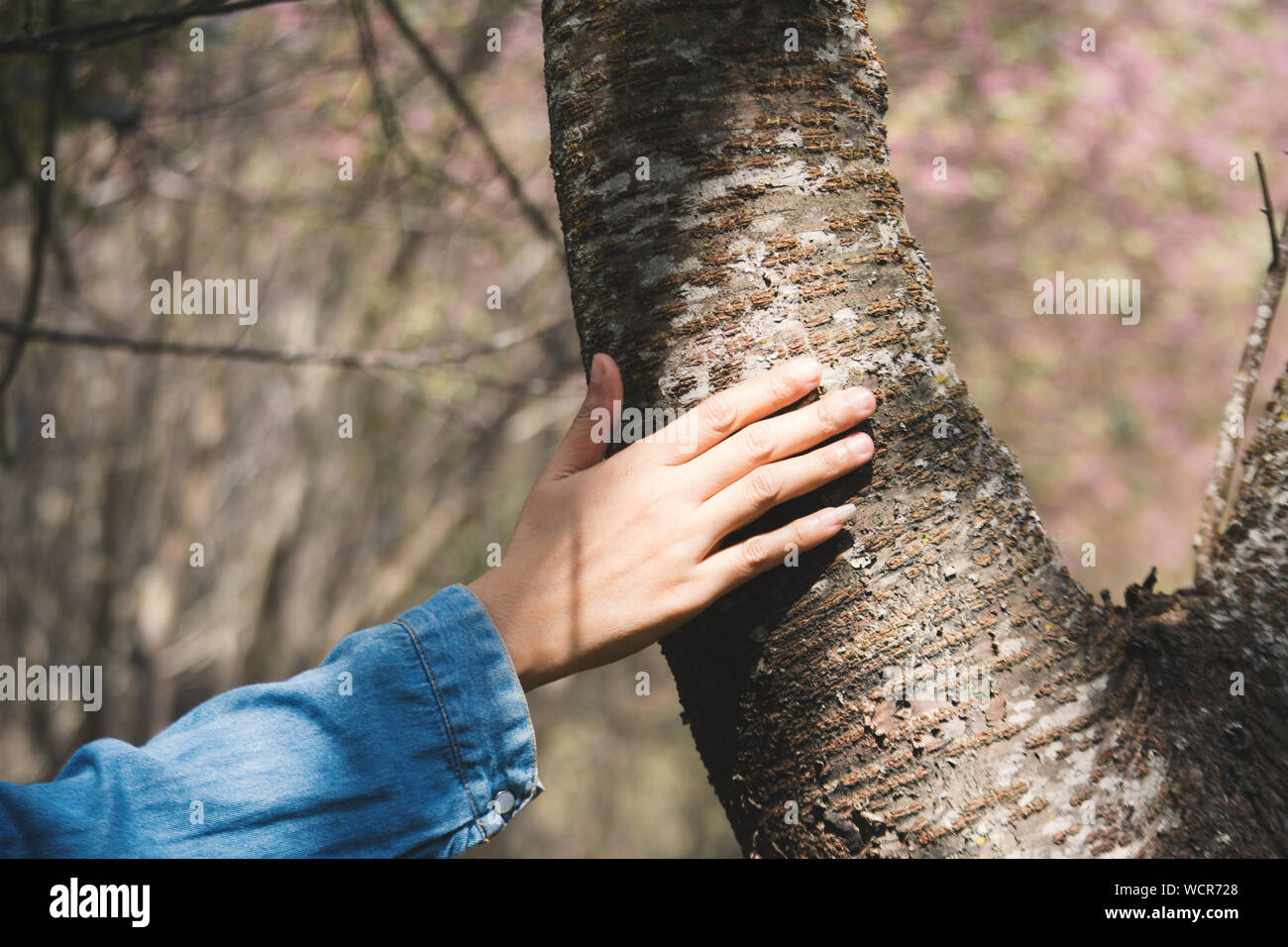 Recorta la mano de mujer tocando el árbol Foto de stock