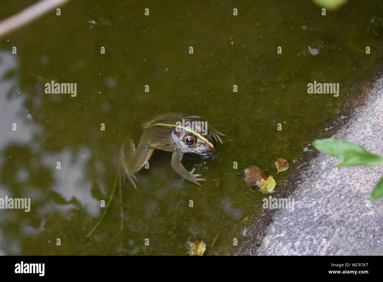 Una rana con su cabeza por encima del agua en un estanque Foto de stock