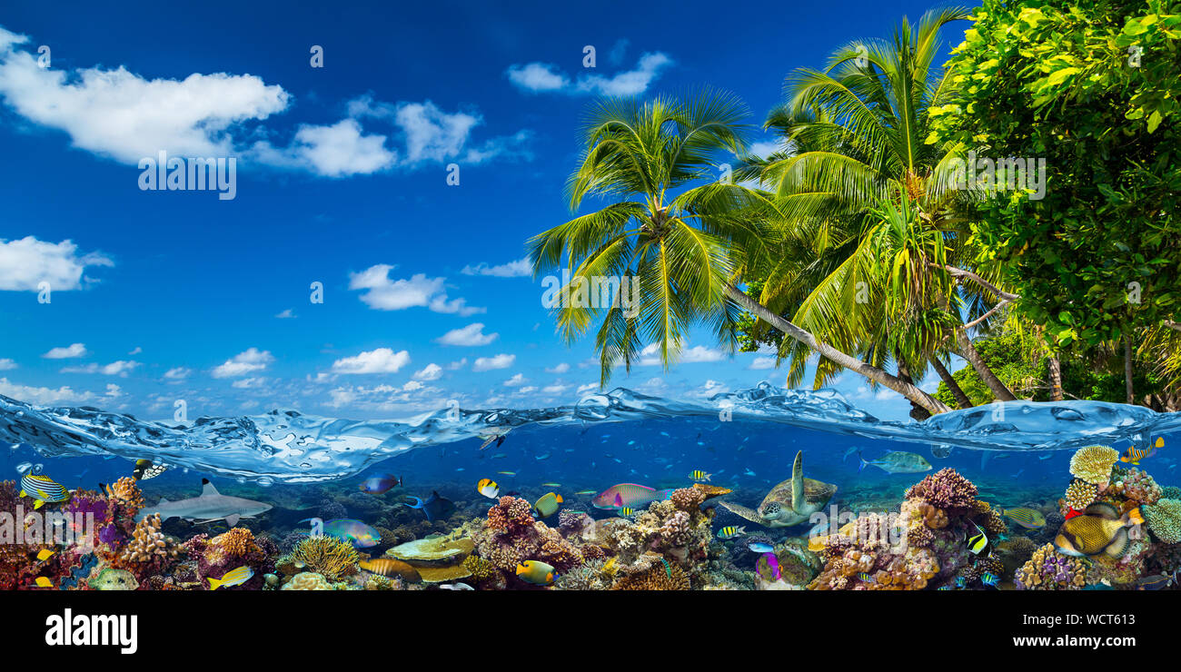 Isla tropical paradisíaca playa con aguas de superficie wve submarina con coloridos arrecifes de coral mar océano vida. de tiburones y peces de mar. vacaciones turle naturaleza co Foto de stock