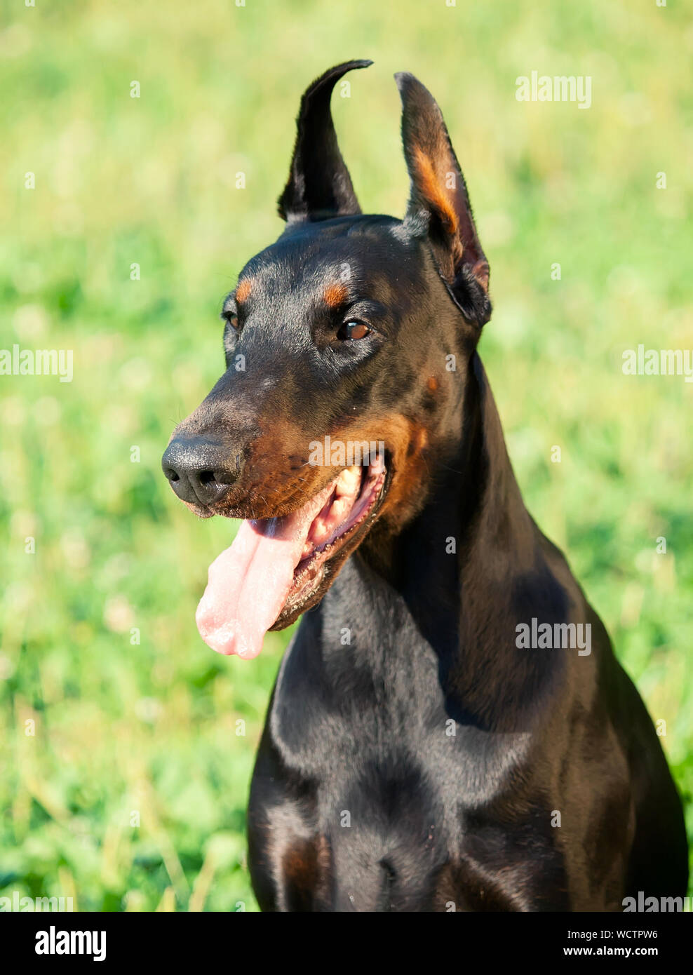 Close-up de Negro perro jadeando Foto de stock