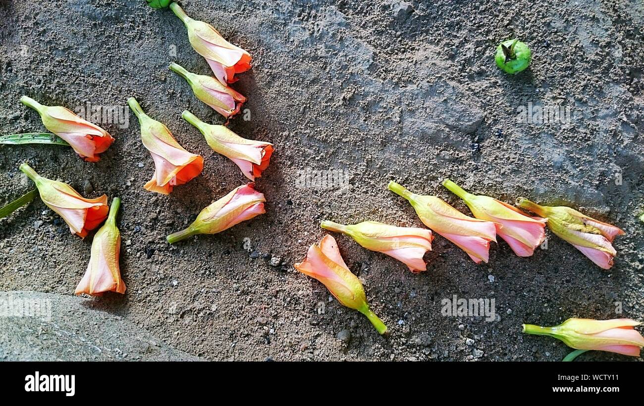 Flores caidas en el suelo fotografías e imágenes de alta resolución - Alamy