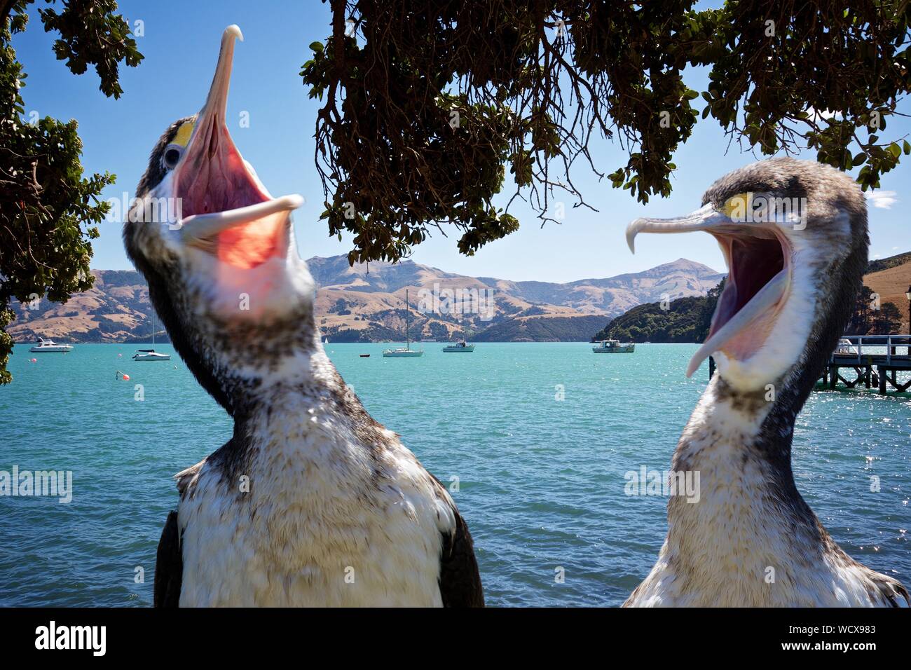 Pelícanos rechinado en Lakeside Foto de stock