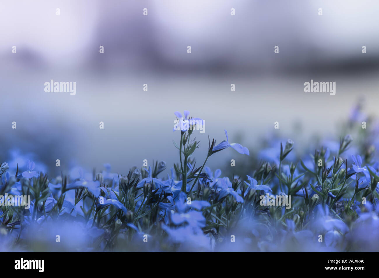Close-up de Crocus Morado Blooming contra Sky Foto de stock