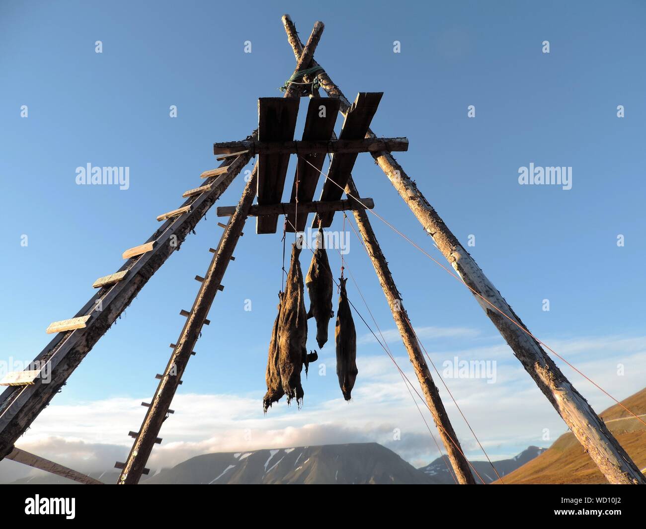 Ángulo de visión baja de animales muertos en el secado de la madera contra el cielo azul claro Foto de stock