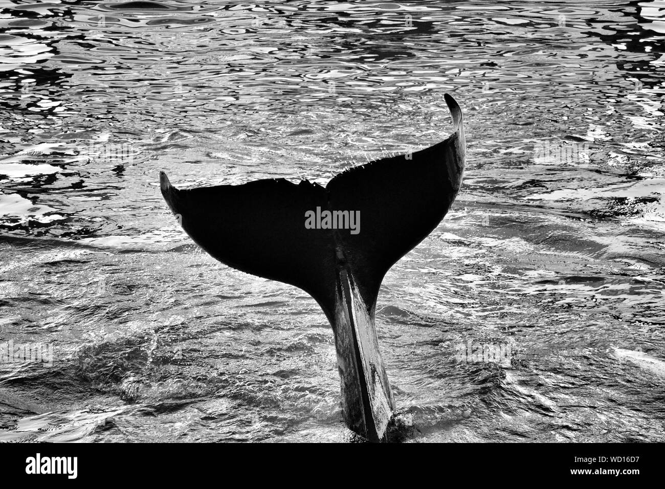 Close-up de una aleta de ballena Foto de stock