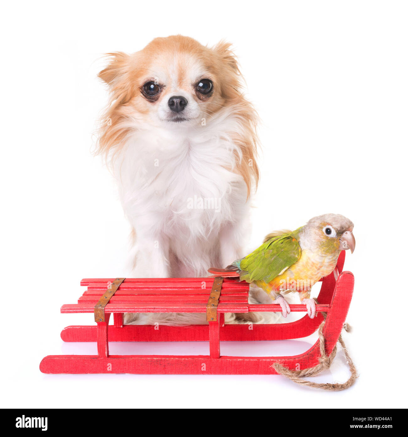 Perro con loro en trineo contra el fondo blanco Fotografía de stock - Alamy