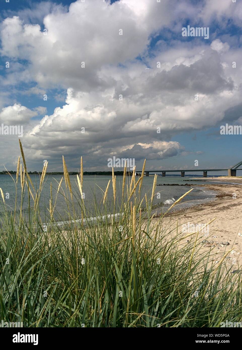 Reed en la playa de arena y el puente al fondo Foto de stock