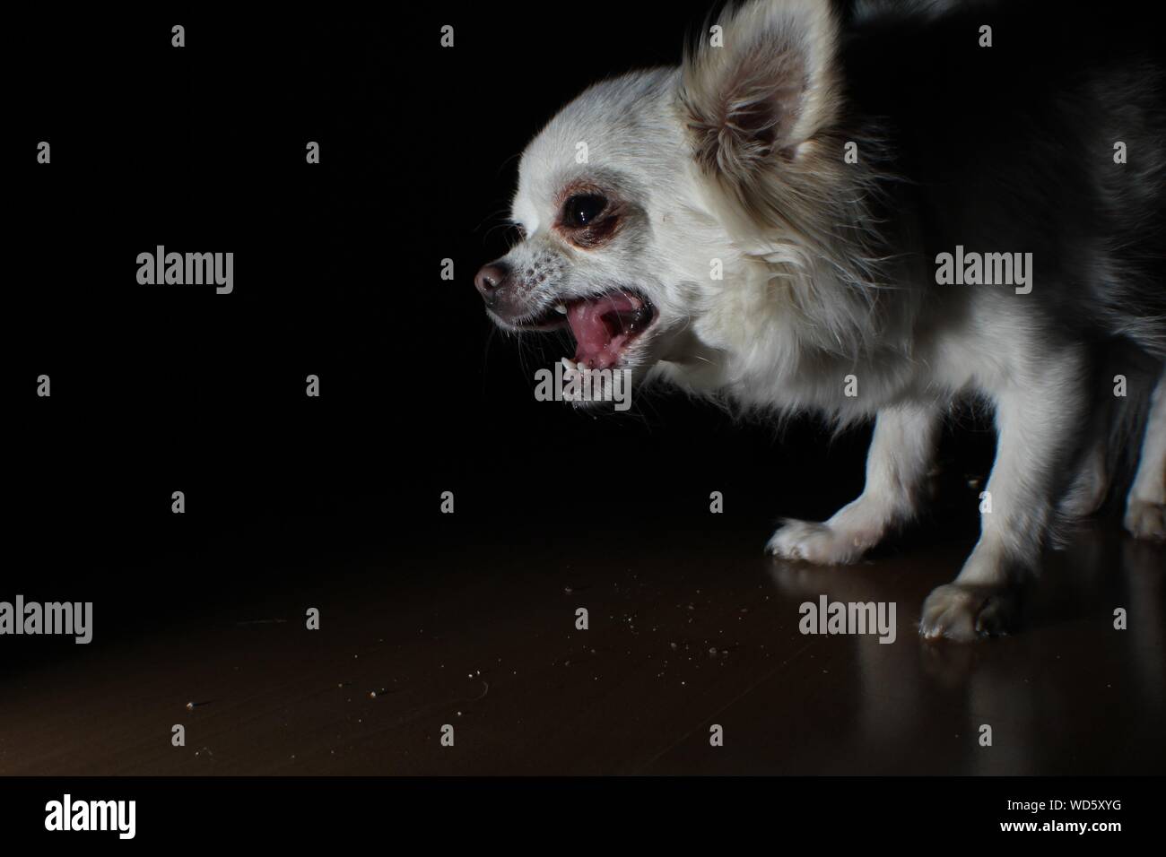 Close-up de Chihuahua ladrando en el piso Fotografía de stock - Alamy