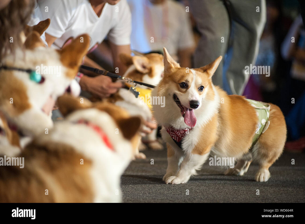 Parte media de hombres con Pembroke Welsh Corgis Durante Dog Show Foto de stock
