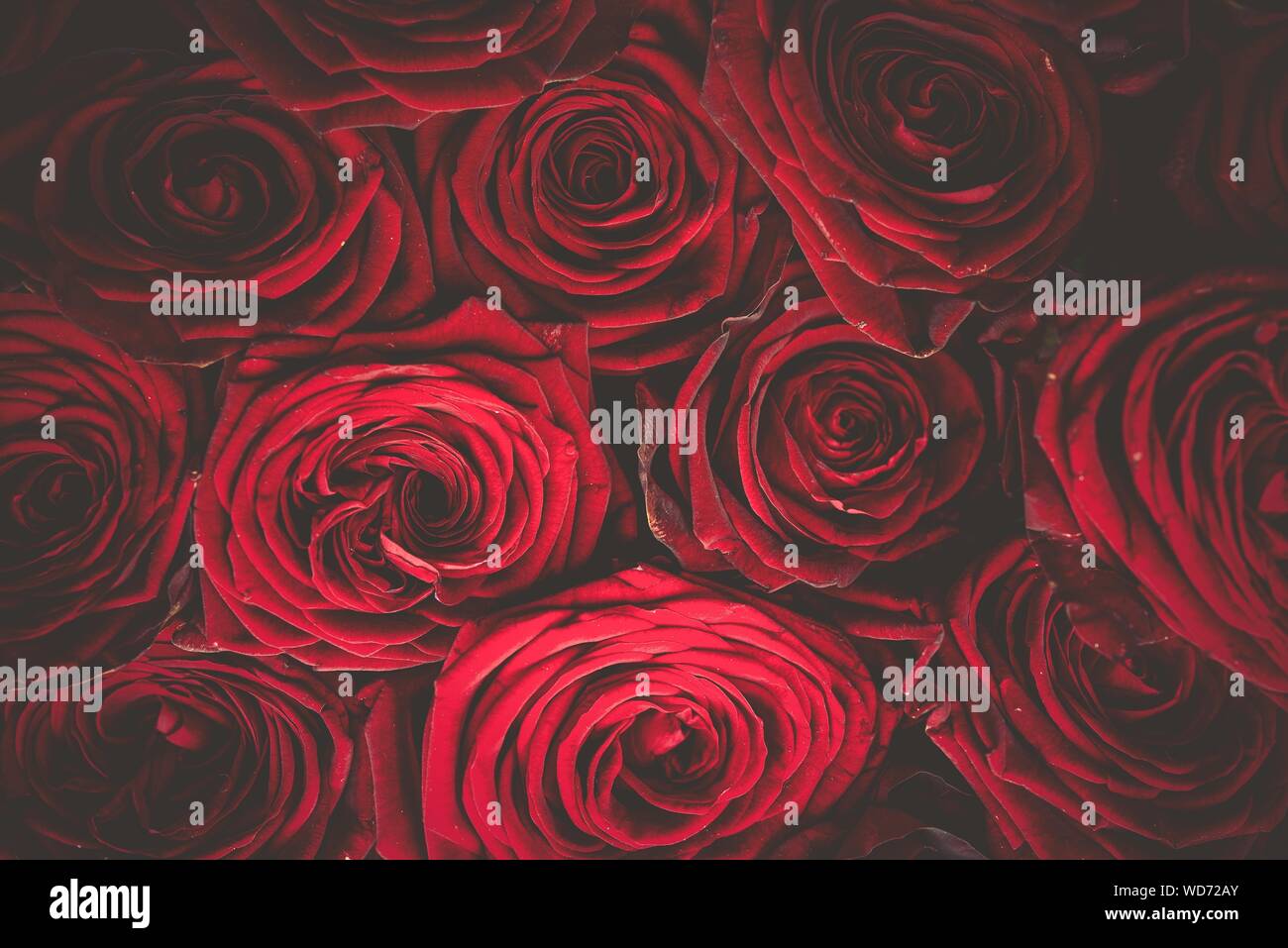 Disparo de fotograma completo de rosas rojas como fondo Foto de stock