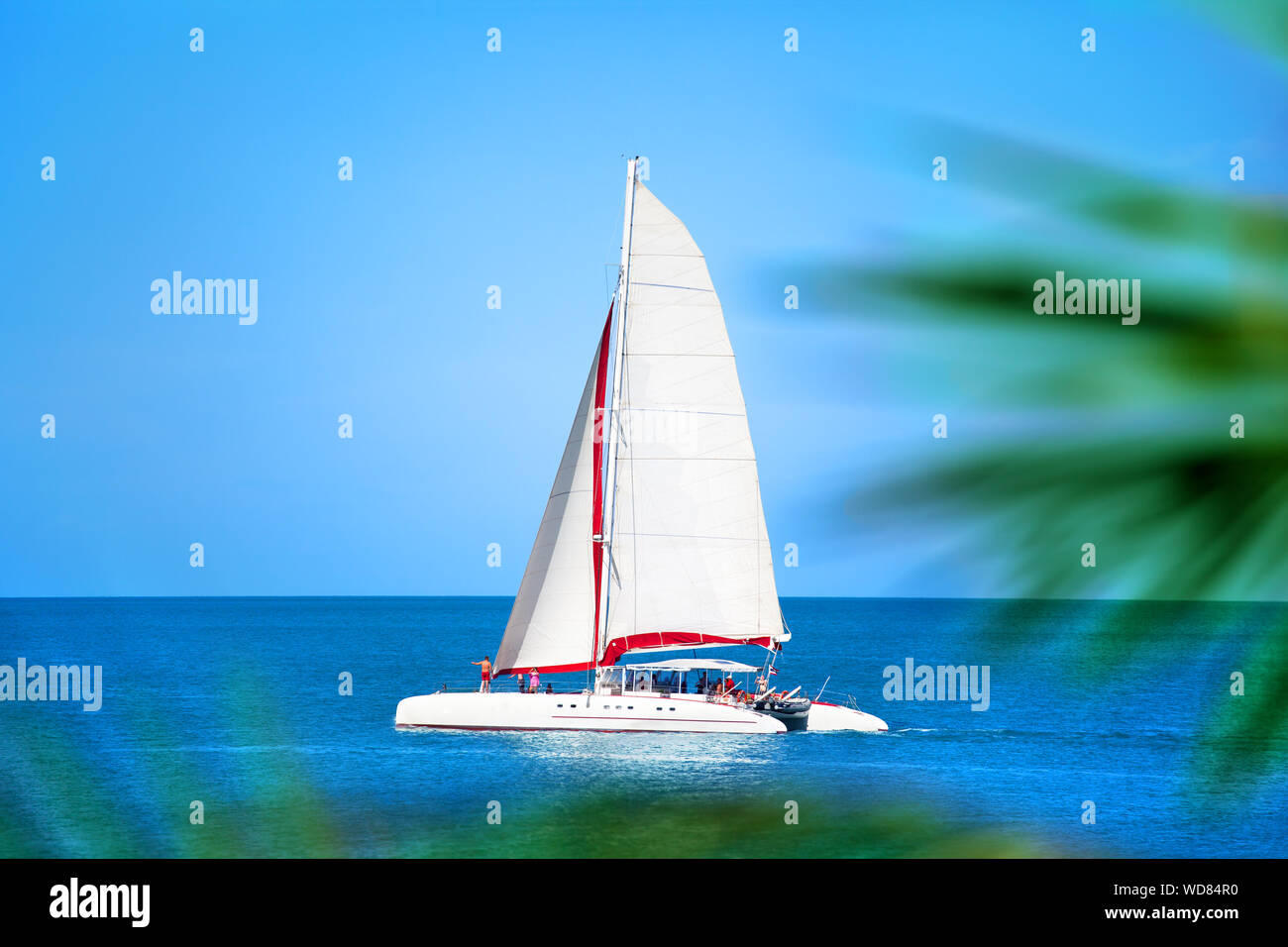 Catamarán con vela blanca en el mar azul, ramas de palma de fondo, personas  relajarse en el barco, vacaciones de verano mar viaje en barco, regata de  yates Fotografía de stock -