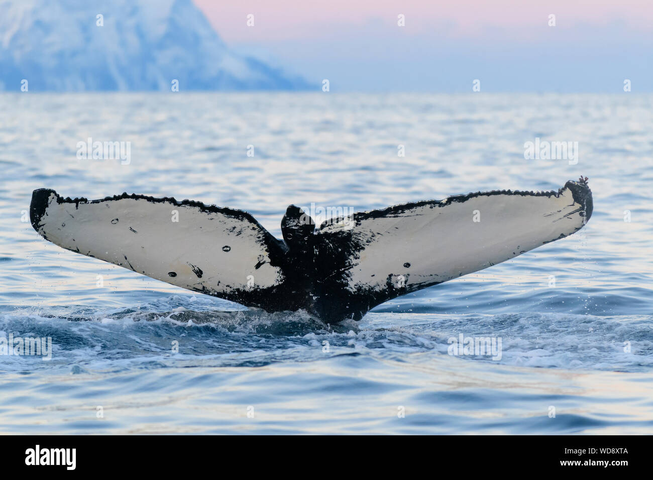 Con fluke ballena jorobada, Megaptera novaeangliae, Kvaloyvagen, Noruega, el Océano Atlántico Foto de stock