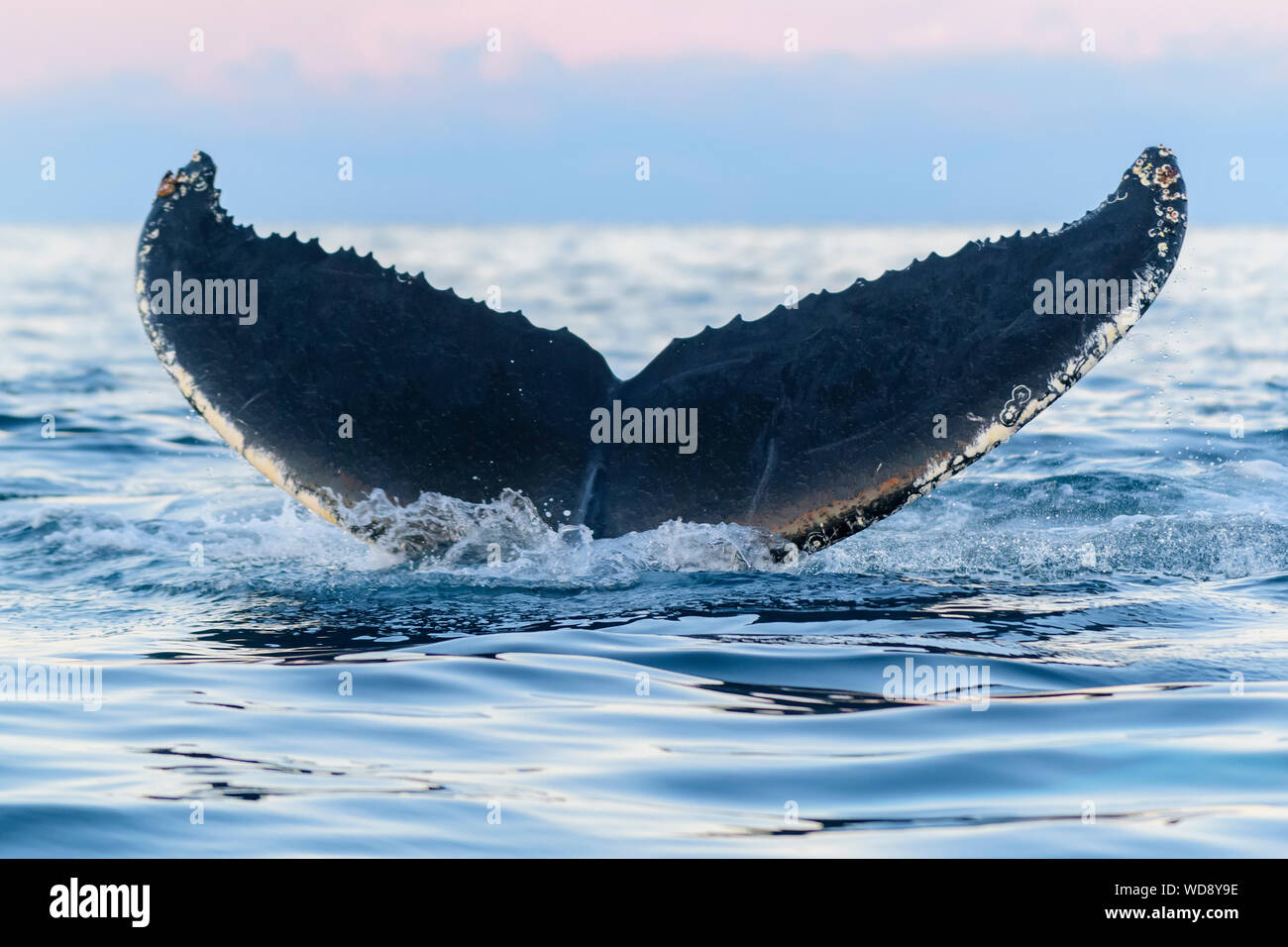 La ballena jorobada, la ballena jorobada, Megaptera novaeangliae, Kvaloyvagen, Noruega, el Océano Atlántico Foto de stock