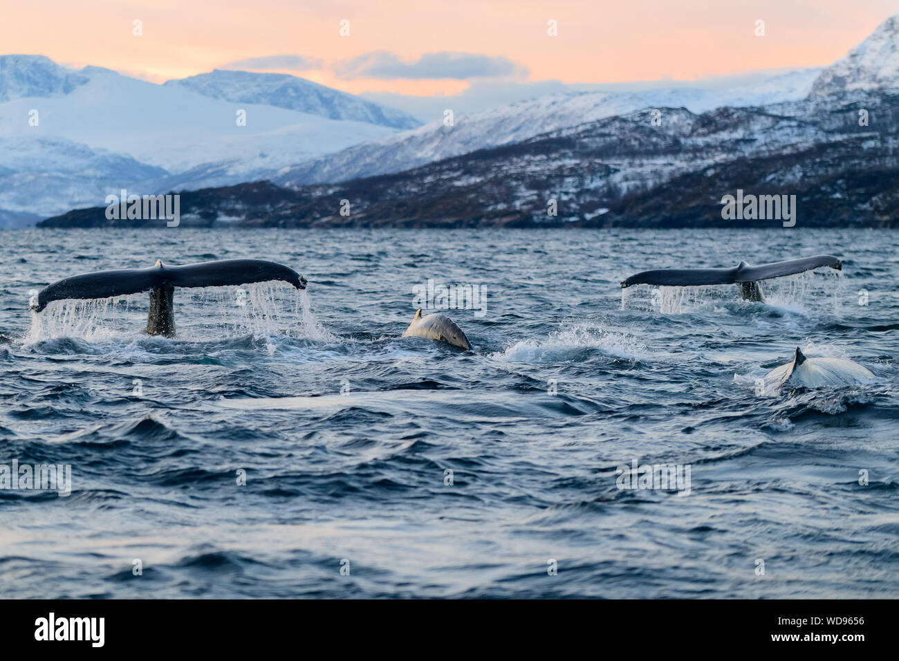 Atardecer con la ballena jorobada, la ballena jorobada con Fluke, ballenas jorobadas Megaptera novaeangliae, Kvaloyvagen, Noruega, el Océano Atlántico Foto de stock