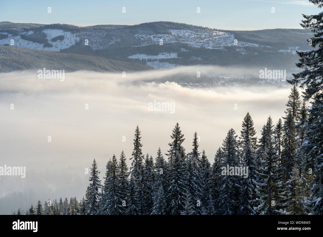 Los pinos cubiertos de nieve por la niebla de Hedmark, Noruega Foto de stock