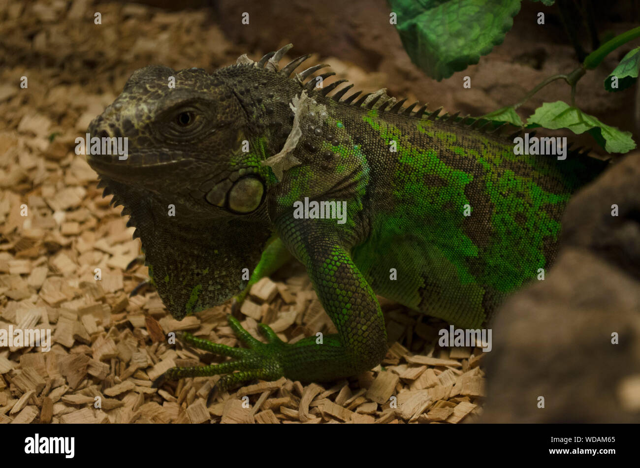 Iguana verde (Iguana iguana iguana) estadounidense, derramando su piel en Mundopark, Guillena, Sevilla, España Foto de stock