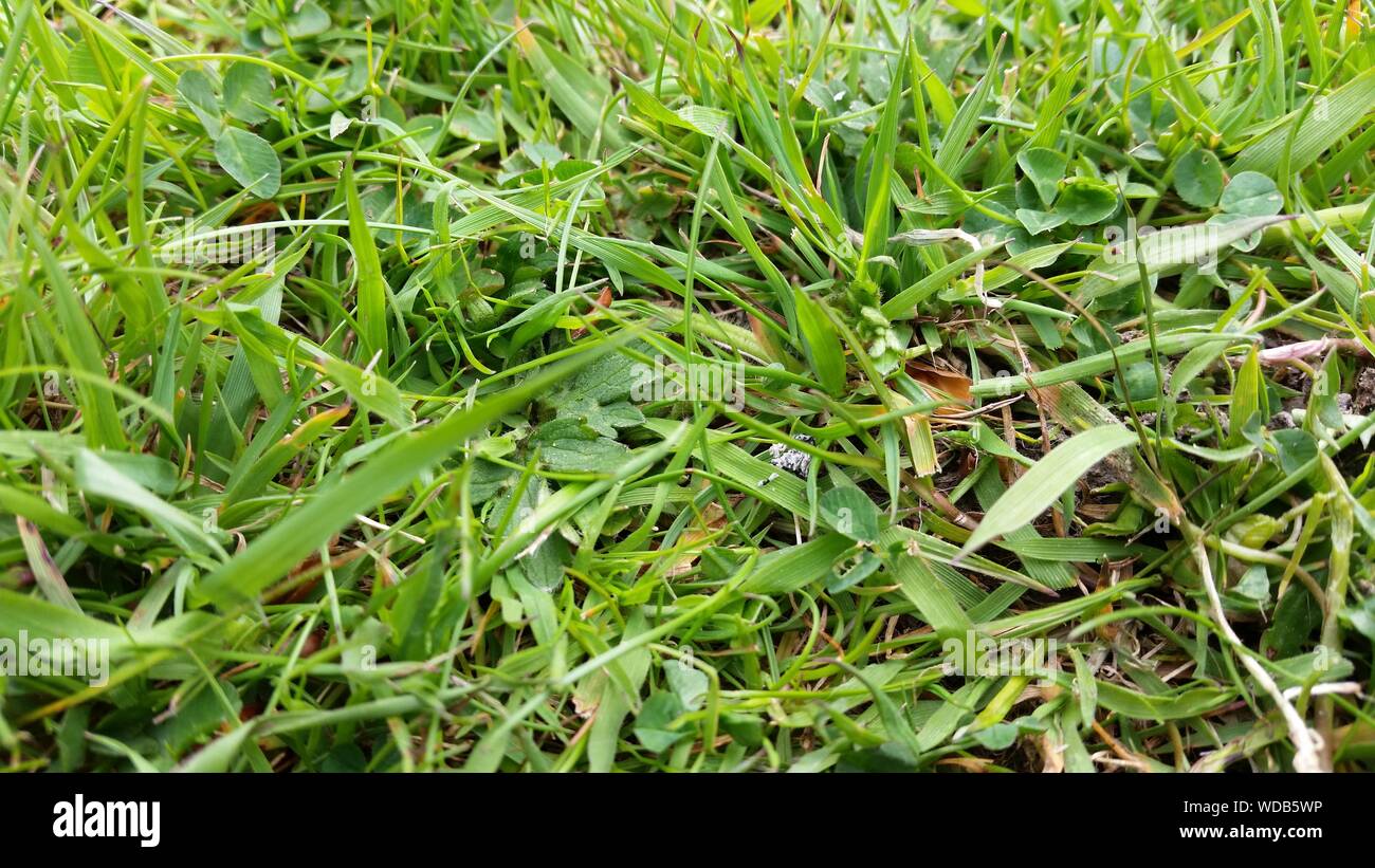 Close-up de hierba Foto de stock