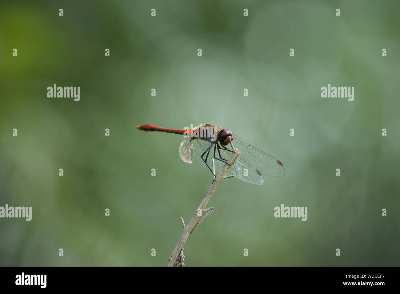 Dragonfly en planta de tallo Foto de stock