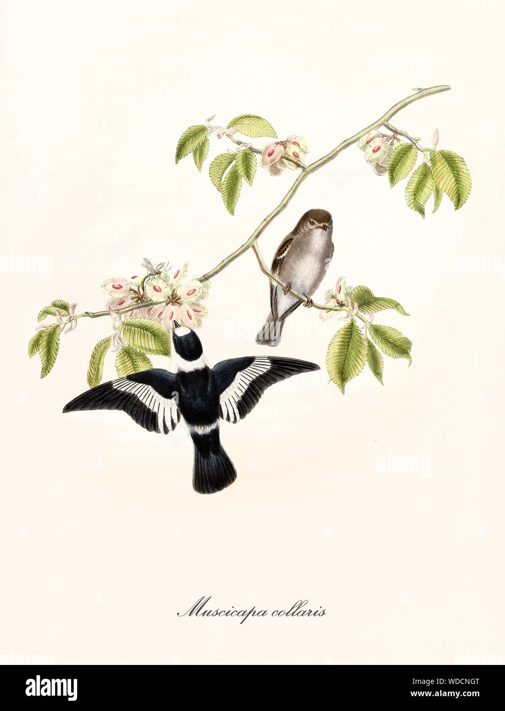 Dos pequeñas lindas aves en una sola rama floral delgado. Es un pájaro volando cerca de algunas flores en busca de alimentos. Collared Flycatcher (Ficedula albicollis) por John Gould publ. En Londres 1862 - 1873 Foto de stock