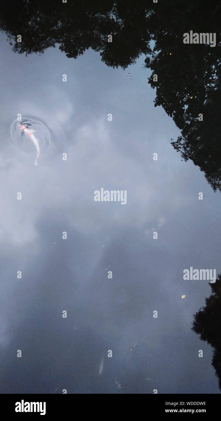 Un alto ángulo de visualización de Koi Carb nadar en el lago con el reflejo del cielo y árboles sobre ella Foto de stock